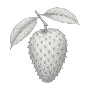 Graviola Fruit
